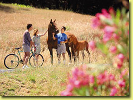 Two of Meadowlark's famous horses