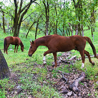 The horses sometime graze woods on 18 acre property of prime riparian Northern California Woodland