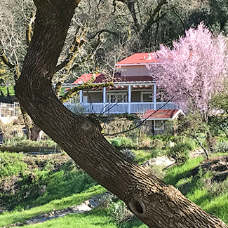 
View of the Inn during the early spring with a blooming Tulip Magnolia Tree