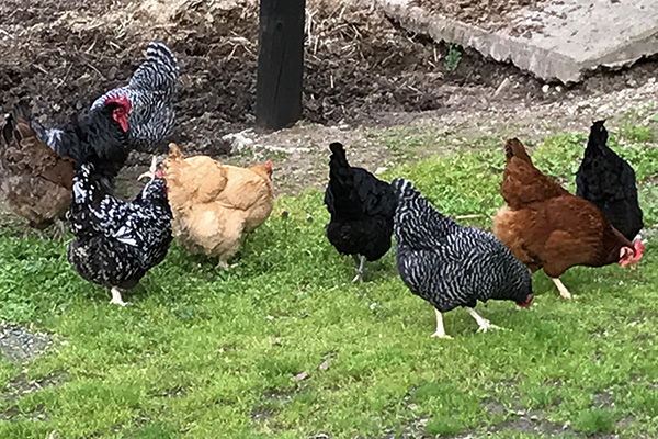 Yes, we have chickens, they work hard for your breakfast